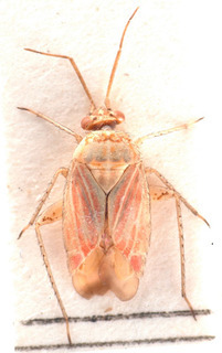 Pachyxyphus halimii, AMNH PBI00184136