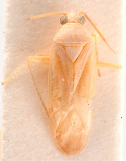 Paravoruchia dentata, AMNH PBI00184146