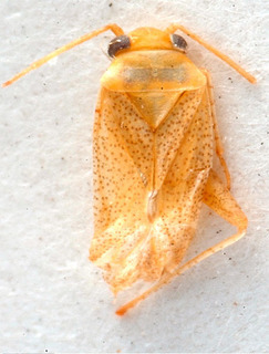 Psallopsis minimus, AMNH PBI00184162