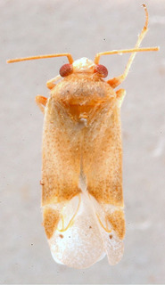 Psallopsis rufifemur, AMNH PBI00184163