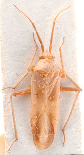 Roudairea eckerleini, AMNH PBI00184147