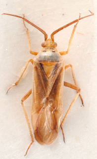 Roudairea launaeae, AMNH PBI00184148