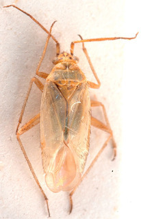 Thermocoris discolor, AMNH PBI00184140