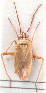 Thermocoris munieri, AMNH PBI00184142