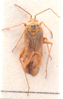 Tinicephalus rubropictus, AMNH PBI00184125