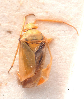 Tinicephalus varensis, AMNH PBI00184124