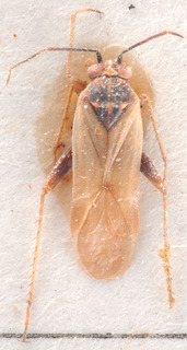 Tragiscocoris algiricus, AMNH PBI00184165