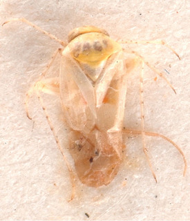 Anonychiella subannulata, AMNH PBI00184214