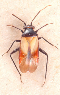 Auchenocrepis nigricornis, AMNH PBI00184174