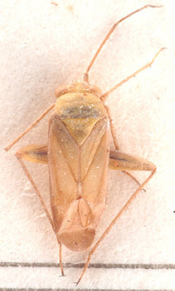 Hadrophyes obscurella, AMNH PBI00184173