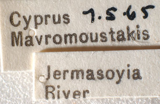 Tuponia bifasciata, AMNH PBI00184181