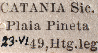 Tuponia brevirostris, AMNH PBI00184196