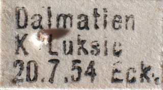 Tuponia dalmatina, AMNH PBI00184202