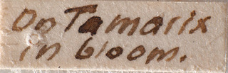 Tuponia guttata, AMNH PBI00184198