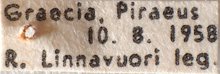Tuponia linnavuorii, AMNH PBI00184212