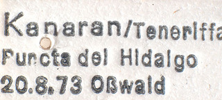 Tuponia oculata, AMNH PBI00184201