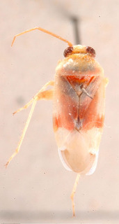 Tuponia persica, AMNH PBI00184178