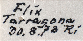 Tuponia pictiscutum, AMNH PBI00184209
