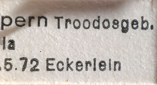 Tuponia spilana, AMNH PBI00184187