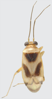 Jornandes susanae, AMNH PBI00184619