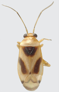 Jornandes susanae, AMNH PBI00184622