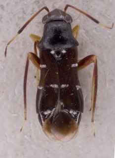 Pilophorus choii, AMNH PBI00253626