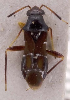 Pilophorus choii, AMNH PBI00253626