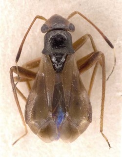 Pilophorus confusus, AMNH PBI00253454