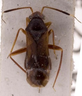 Pilophorus erraticus, AMNH PBI00253621