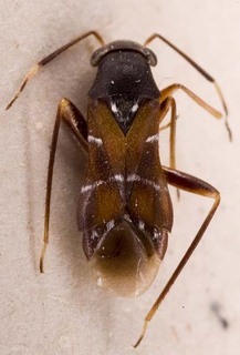 Pilophorus mongolicus, AMNH PBI00253323