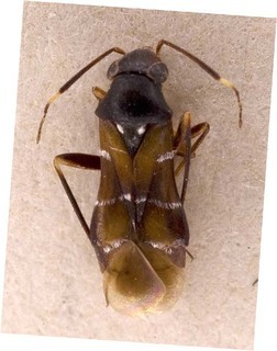 Pilophorus mongolicus, AMNH PBI00253568