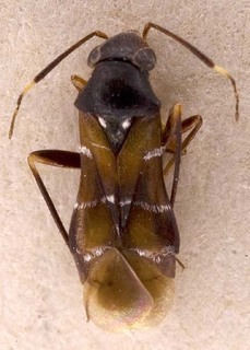 Pilophorus mongolicus, AMNH PBI00253568