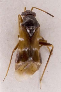 Pilophorus okamotoi, AMNH PBI00253602