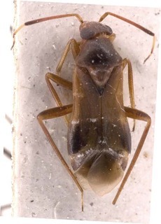 Pilophorus pseudoperplexus, AMNH PBI00253673