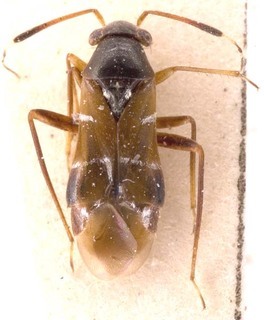 Pilophorus simulans, AMNH PBI00251514