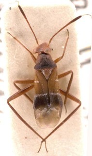 Pilophorus sinuaticollis, AMNH PBI00252698