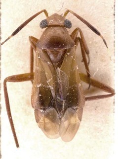 Pilophorus sinuaticollis, AMNH PBI00252705