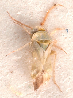 Tuponia brachycera, AMNH PBI00184215