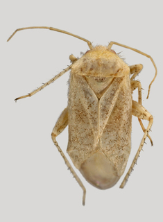 Wallabicoris pityrodiellus, AMNH PBI00202574