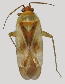 Wallabicoris tasmanensis, AMNH PBI00194096