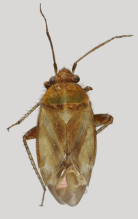 Wallabicoris tasmanensis, AMNH PBI00194134