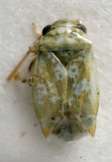 Camptotylus reaumuriae, AMNH PBI00139961