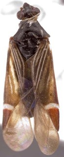 Cremnocephalus albolineatus, AMNH PBI00255272