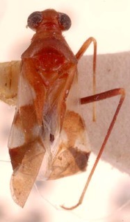 Laemocoris zarudnyi, AMNH PBI00254427