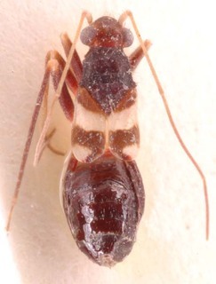 Paralaemocoris ahngeri, AMNH PBI00254545