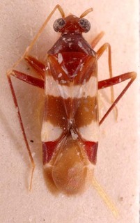 Paralaemocoris ahngeri, AMNH PBI00254548