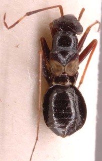 Paralaemocoris anabasus, AMNH PBI00254443