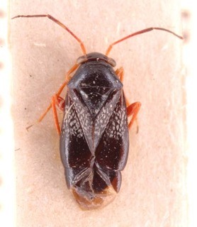Pherolepis fasciatus, AMNH PBI00253706