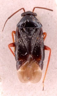 Pherolepis fasciatus, AMNH PBI00253890