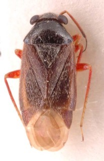 Pherolepis kiritshenkoi, AMNH PBI00253894